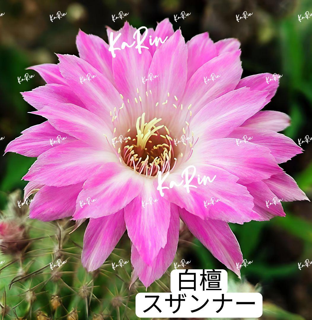 49-スザンナー2点セット 白檀 人気花サボテン 複色咲き カキコ - メルカリ