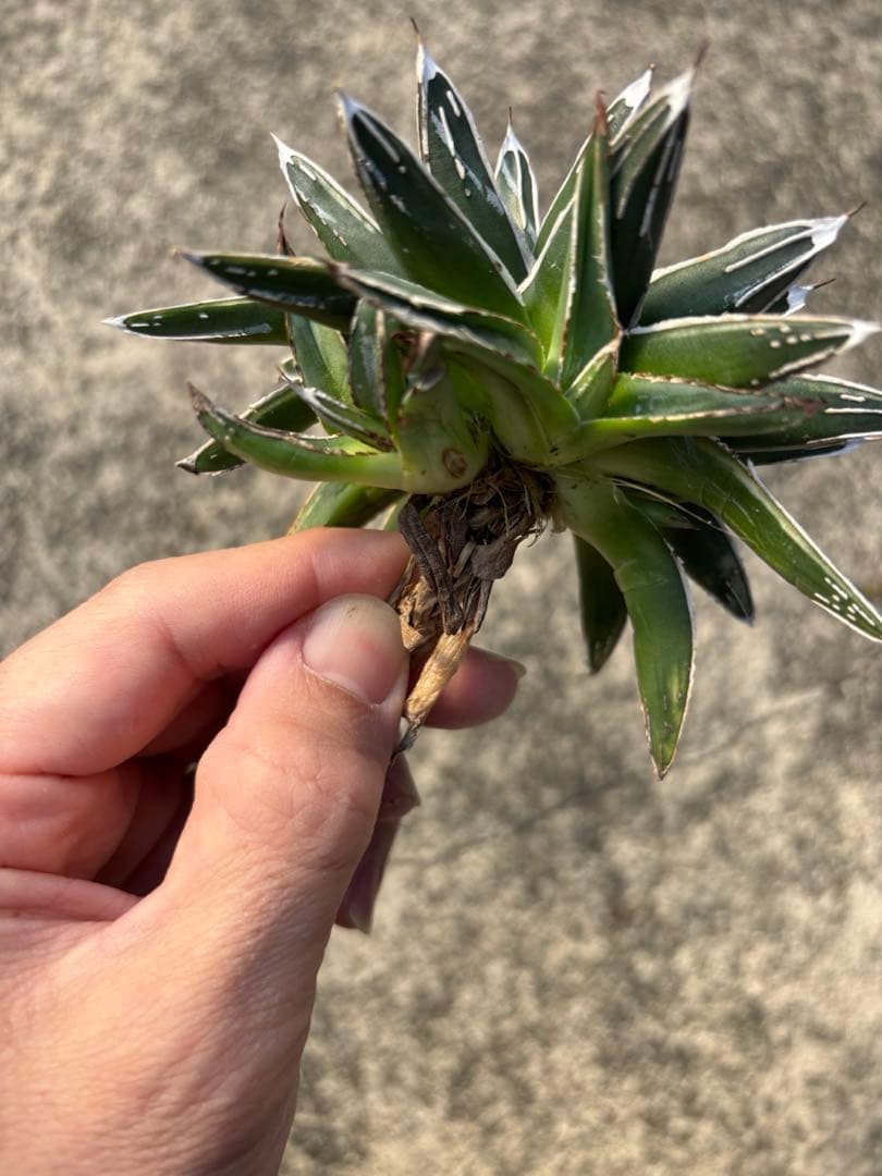 アガベ 姫笹の雪 白外斑入 子株3個付 極上株 - メルカリ