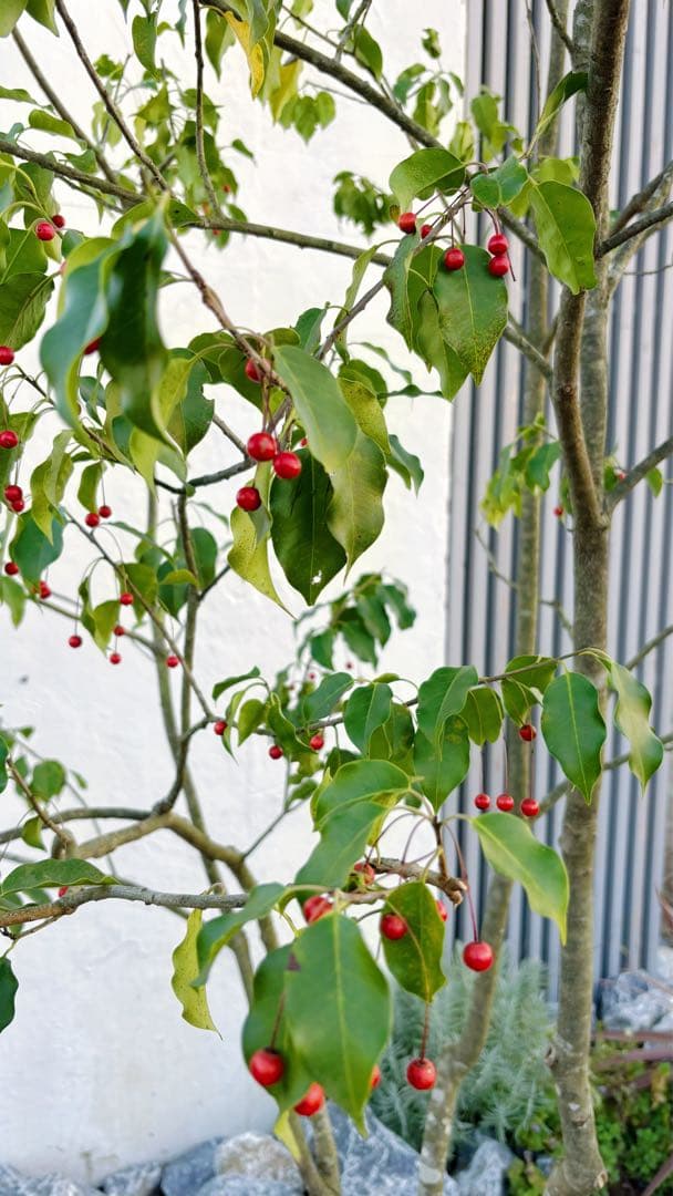 希少。山採りソヨゴ雌株3.2M(鉢底から)