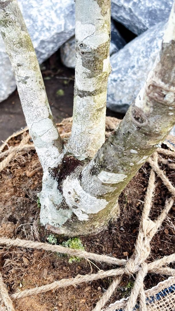 希少。山採りソヨゴ雌株3.2M(鉢底から)