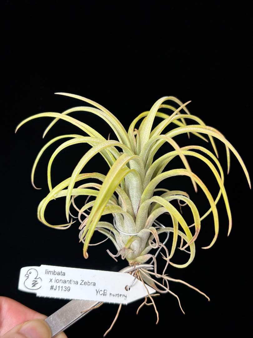 Tillandsia limbata x ionantha'Zebra' YCB - メルカリ