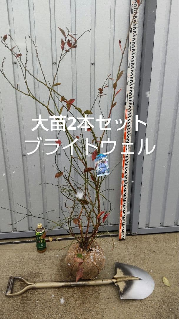 ブルーベリー苗 ブライトウェル大苗2本セット
