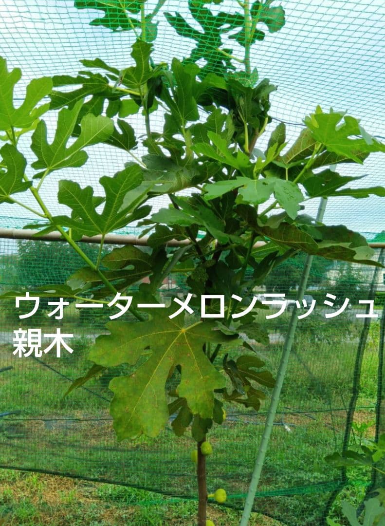 ①◇イチジク穂木2本◇ウォーターメロンラッシュ①【親木の写真あり