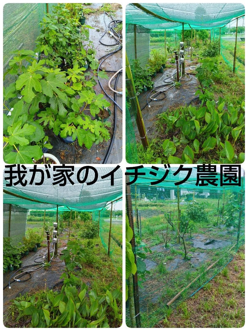 ①◇イチジク穂木2本◇ウォーターメロンラッシュ①【親木の写真あり