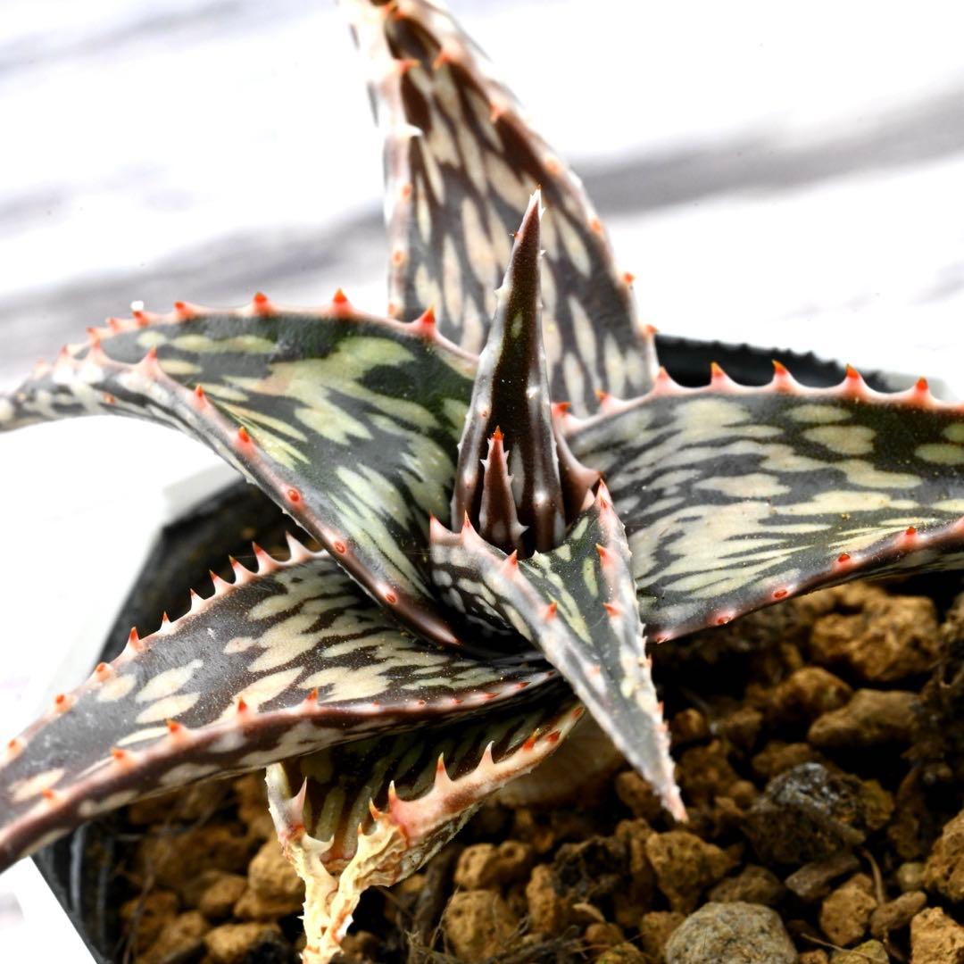 ✨レア✨️ PH-BLACK オリジナルラベル付き ペキヘミアロエ 多肉植物