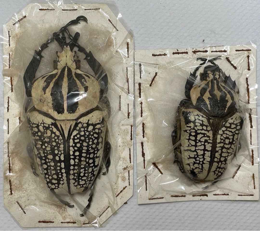①コンゴ産 シラフオオツノハナムグリ （大型ペア） - メルカリ