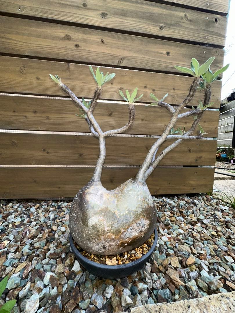 プー adidas ZX Flux 'Prism' M19845