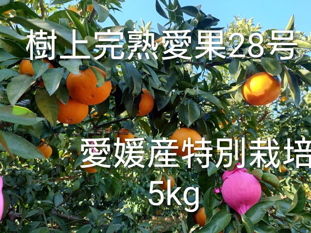 愛果28号樹上完熟5kg特別栽培愛媛産 - メルカリ