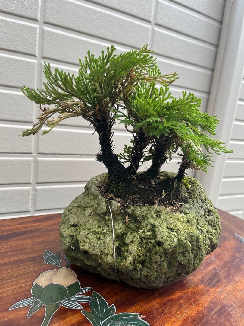 イワヒバ 岩松 岩ヒバ 盆栽 石鉢 溶岩鉢 山野草 岩ヒバ 苔 - メルカリ