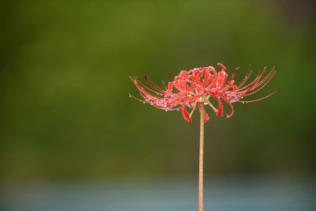 rata様専用】AI AF-I 300mm f2.8 D ED CT-304