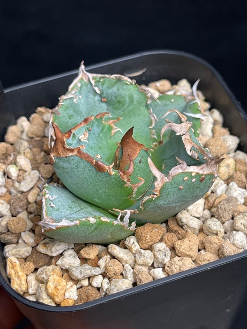 EMP アガベ チタノタ 疣猪 / AG1-915 - メルカリ