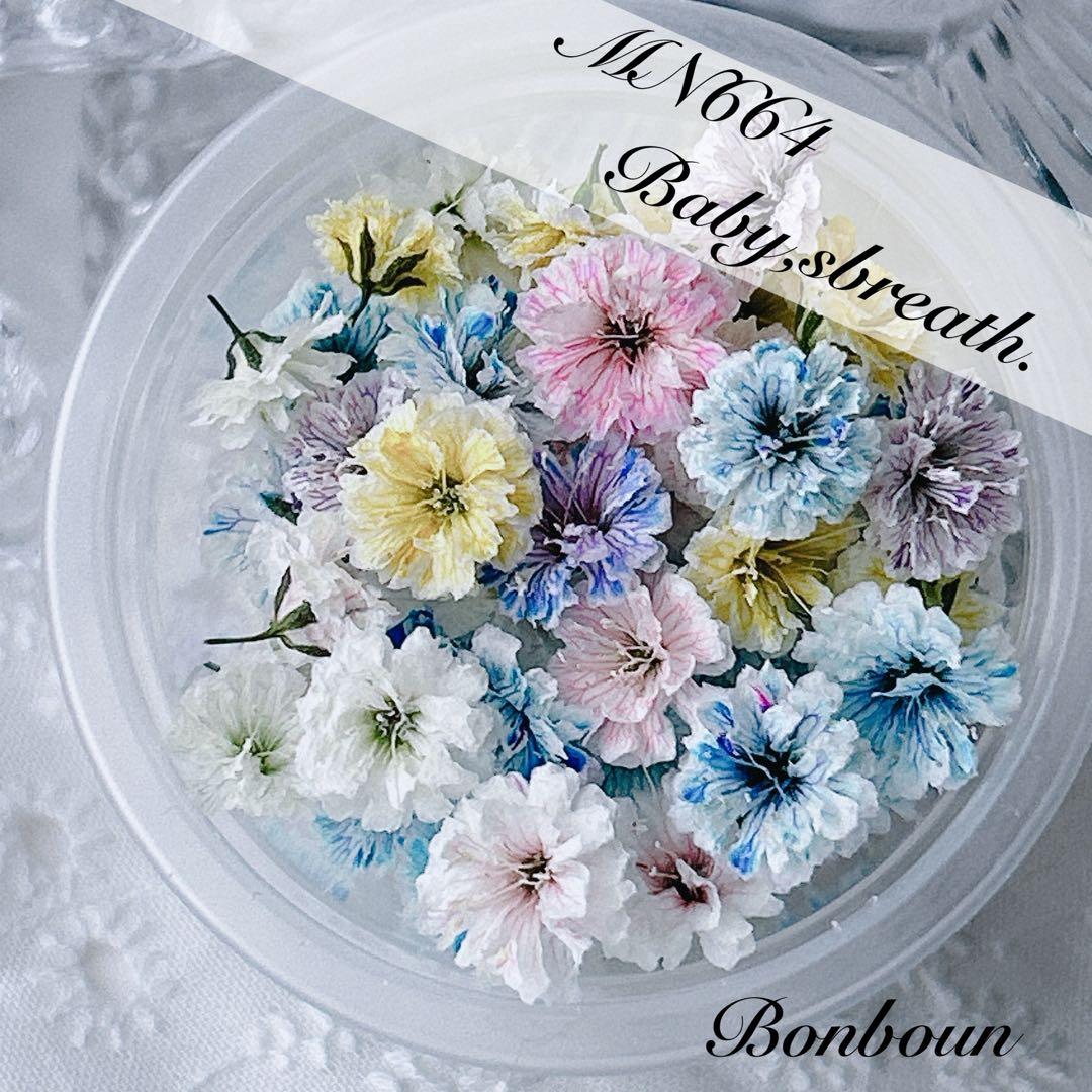 MN664-かすみ草 ドライフラワー - メルカリ