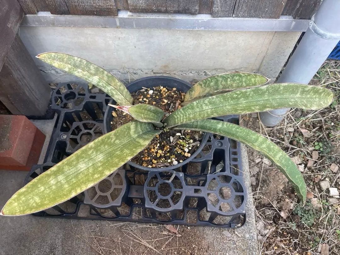 巨大！サンスベリア　流通のない激レアサンスベリア ！【フミフローラ】　17 限定数量！期間限定】＜花芽付き3/24現在＞サンスベリア 5号