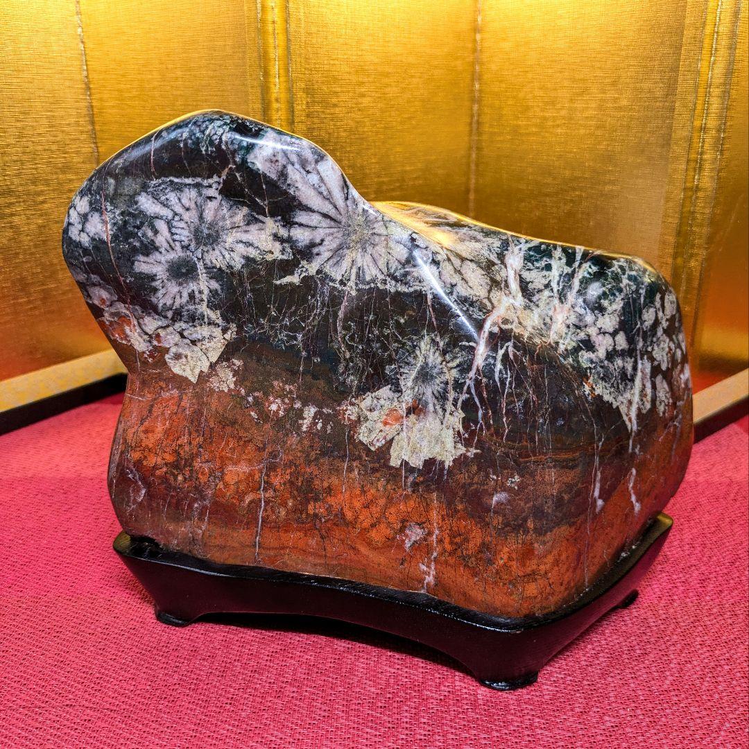 菊花石 岐阜県根尾谷産4.9㌔ 鑑賞石 観賞石 水石 盆石 天然石 三蓋松