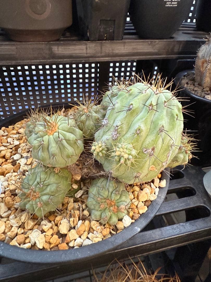 コピアポア ギガンティア 群生 山木 - メルカリ