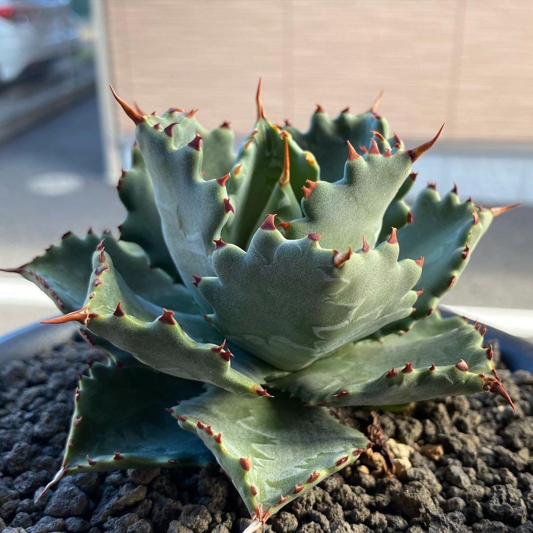 アガベ CJ甲蟹ハイブリッド 姫蠍蟹 子株※発根済み お 得