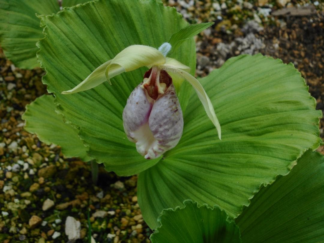 山野草（ラン科） 日本クマガイソウ 花1芽株 - メルカリ