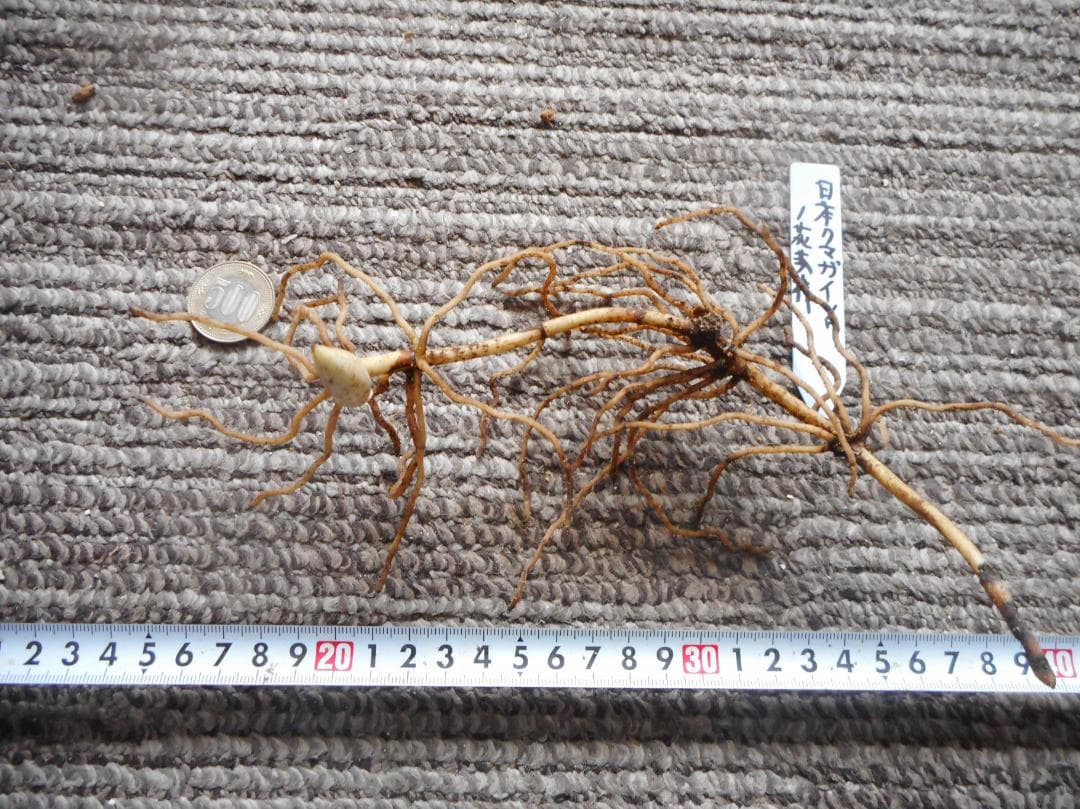 山野草（ラン科） 日本クマガイソウ 花1芽株 - メルカリ