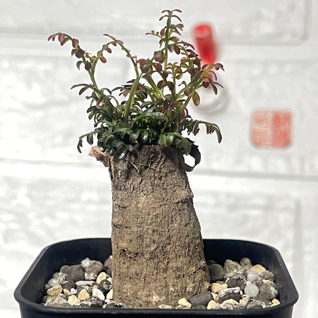 塊根植物】オペルクリカリア パキプス 根挿し 巨大パワータンク ⑤