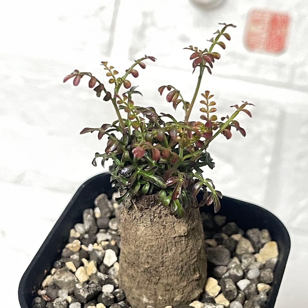 塊根植物】オペルクリカリア パキプス 根挿し 巨大パワータンク ⑤