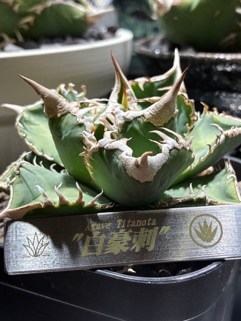 アガベ チタノタ 白豪刺 親株 子株付き タグ付き 大白鯊 - メルカリ