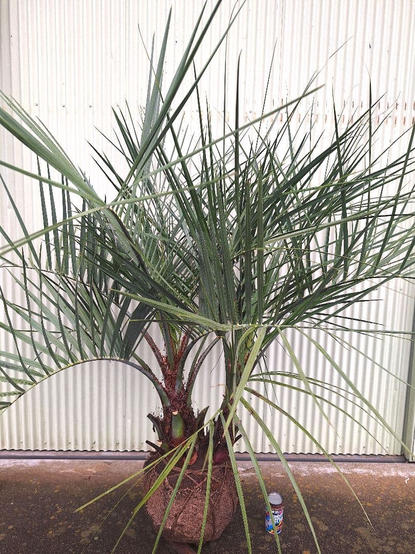 ココスヤシ (338) シルバーリーフ2株立ち