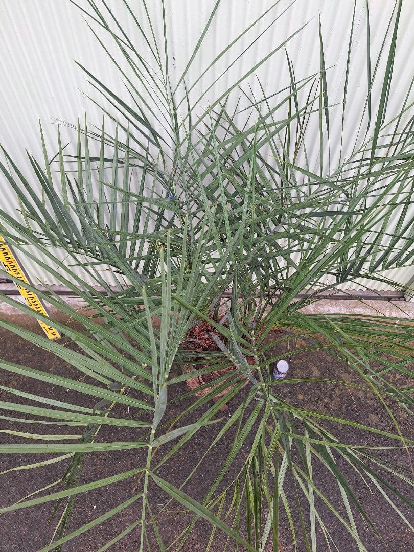 ココスヤシ (338) シルバーリーフ2株立ち