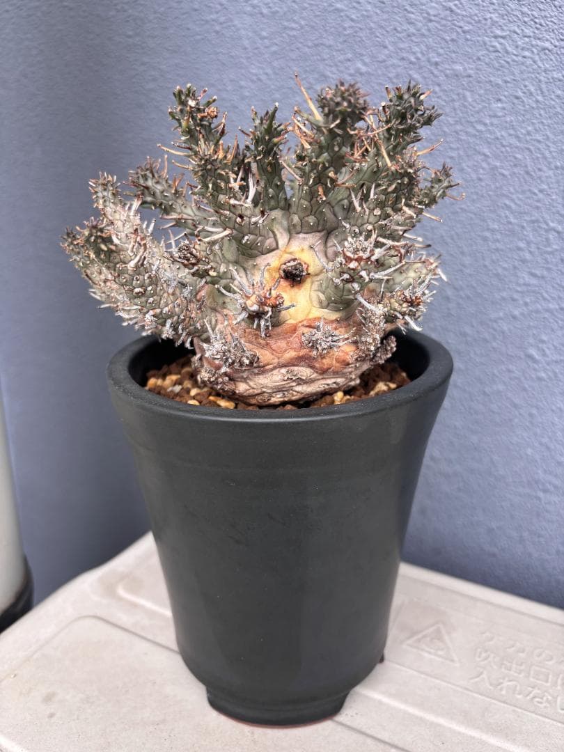 送料無料 発根済み 現地球 超希少種 ユーフォルビア クラシぺス 倶梨伽羅玉