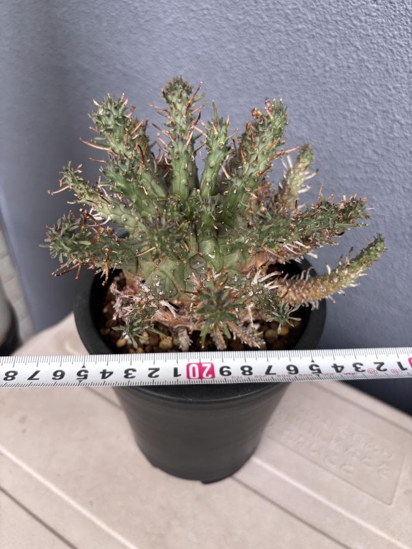 送料無料 発根済み 現地球 超希少種 ユーフォルビア クラシぺス 倶梨伽羅玉