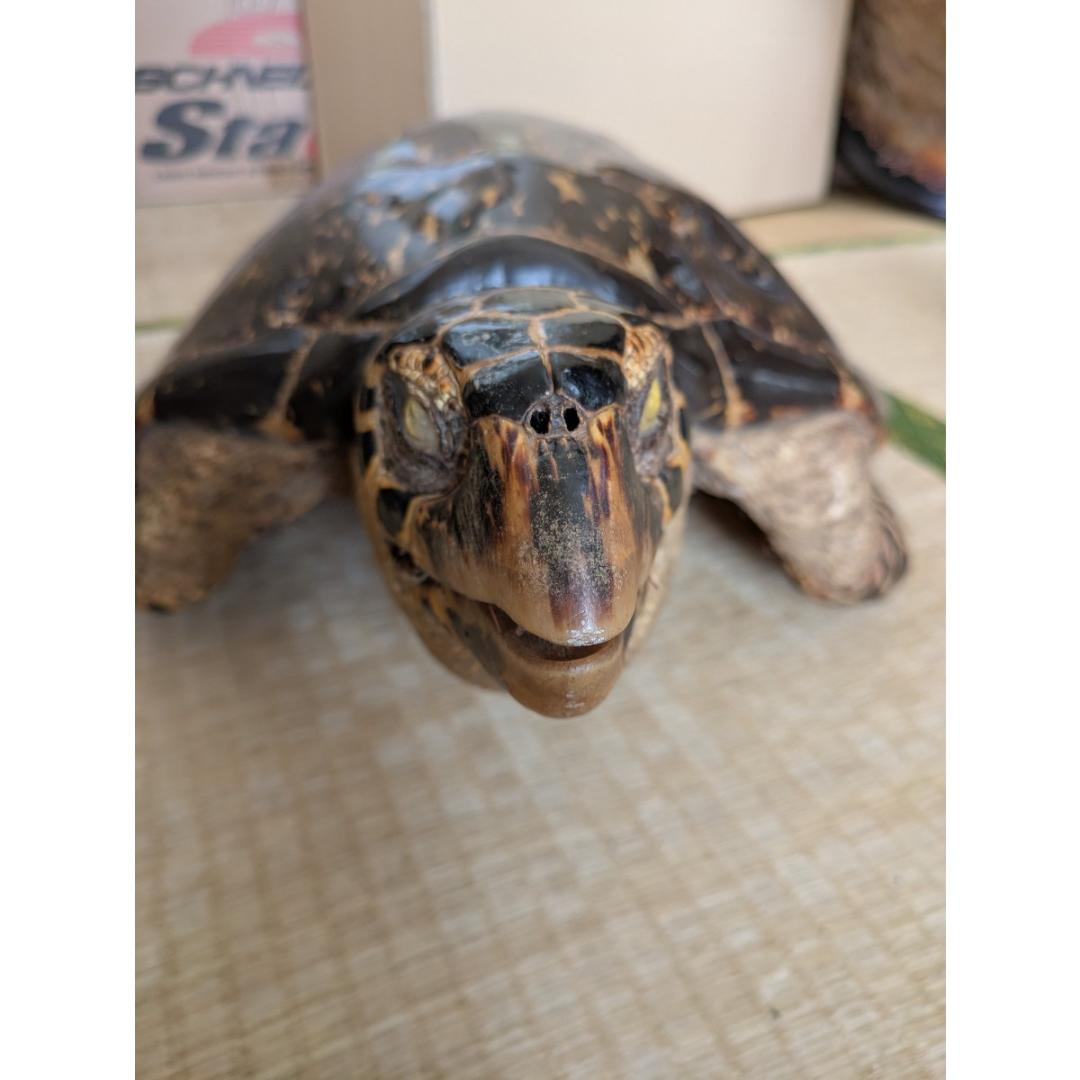 タイマイ（亀 ウミガメ） はく製/剥製 希少野生動植物種登録表あり