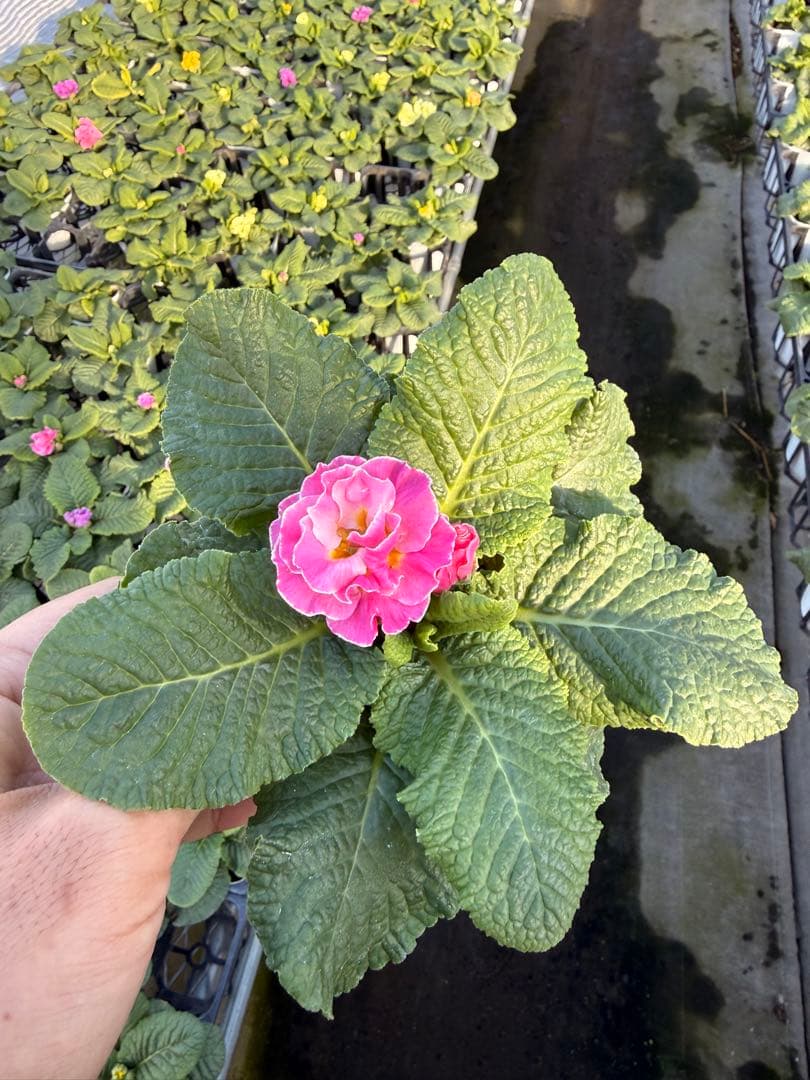 八重プリムラ パラディソダブルシリーズ 10.5cm