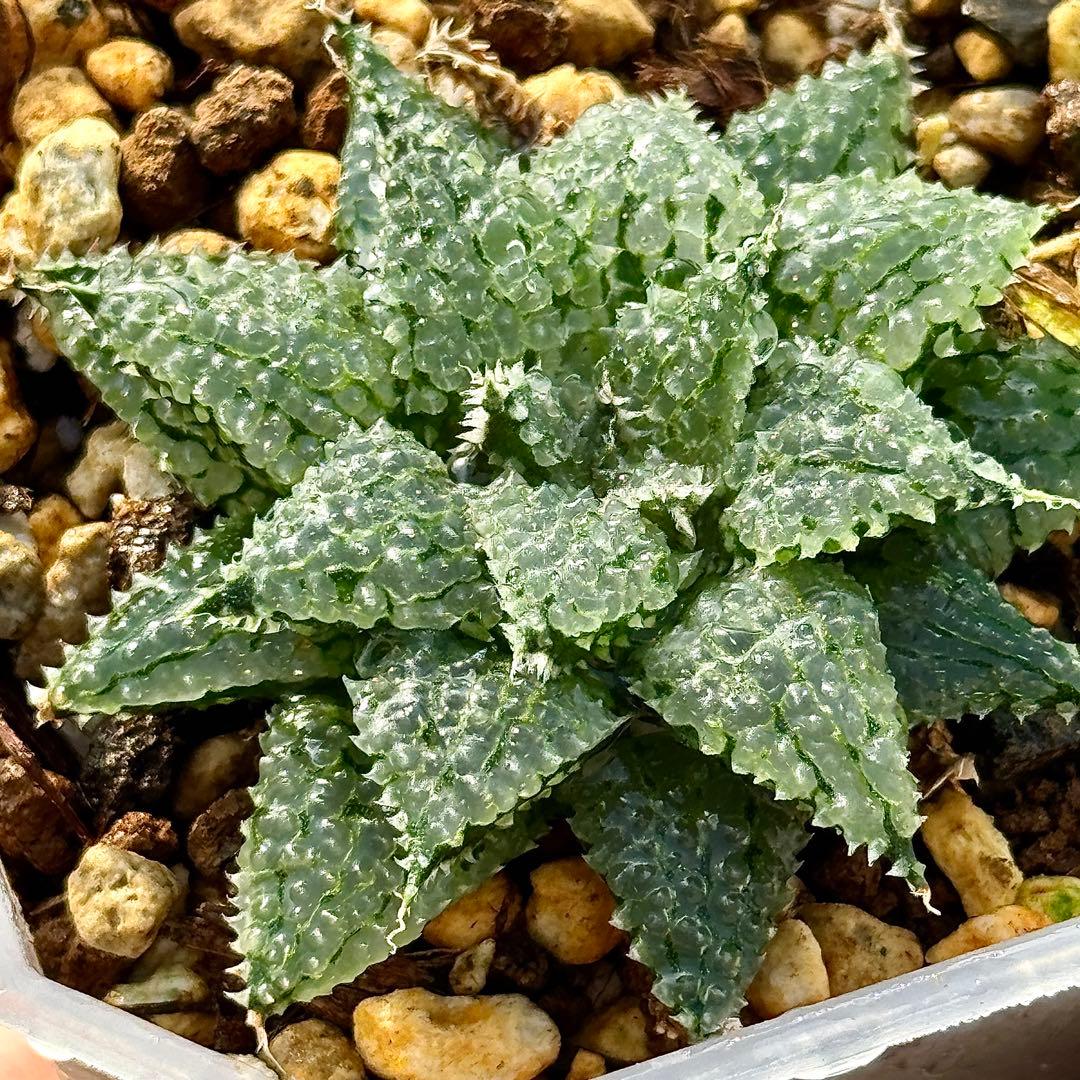 バブルコレクタ 超美株 ハオルチア 観葉植物 E11 - メルカリ
