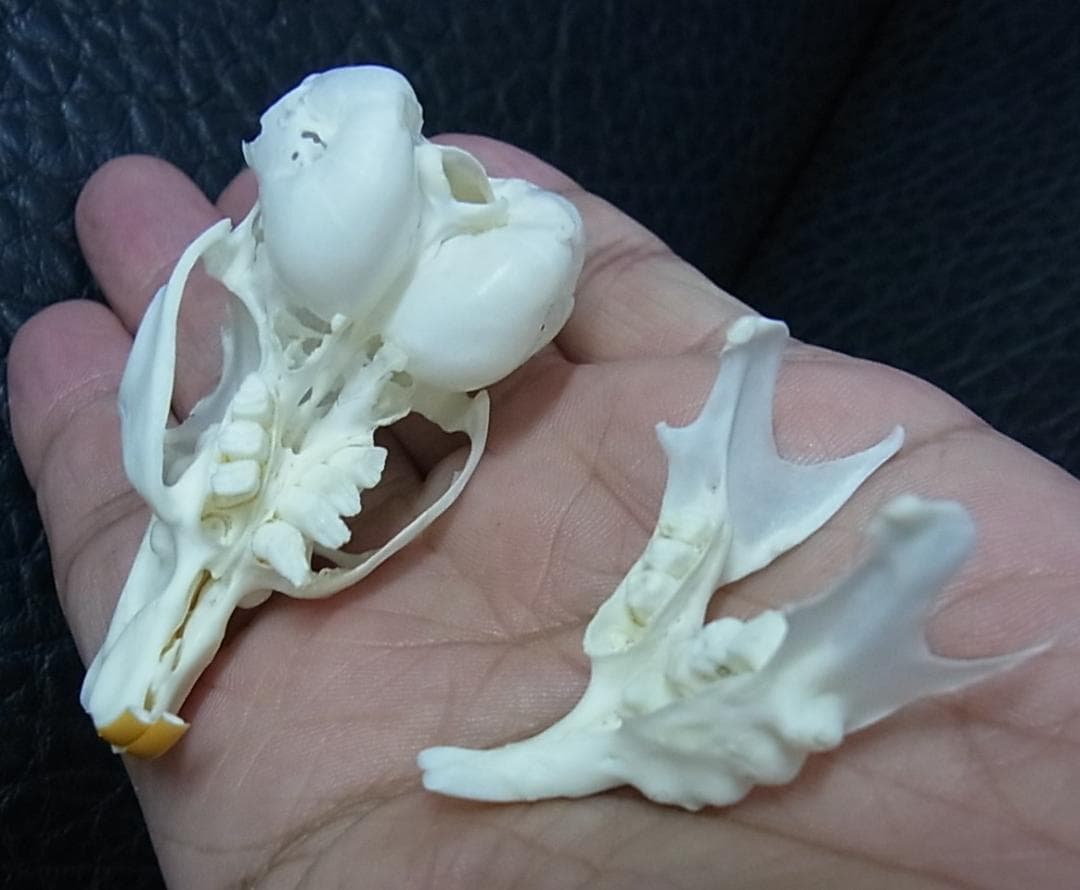 高品質　レア　オナガチンチラ 頭骨