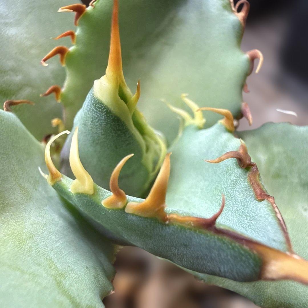 48 アガベ 青葉 オテロイ実生 選抜 チタノタ オアハカ ブルー - メルカリ