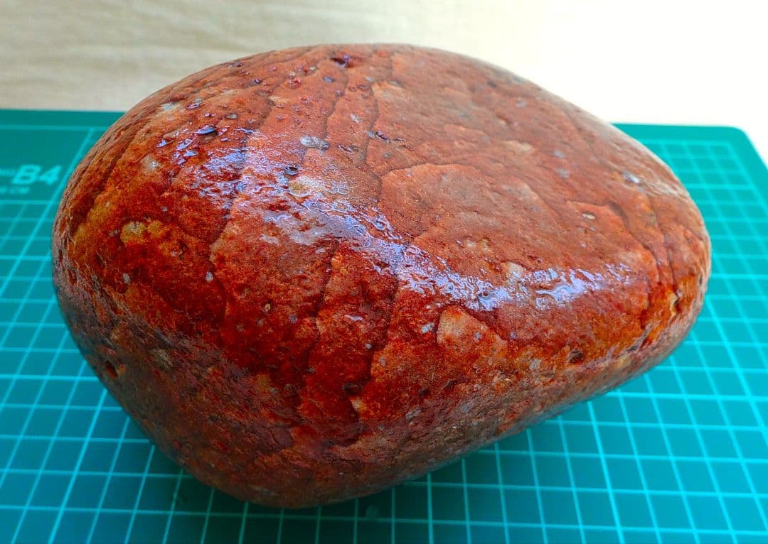 超レア!!姫川薬石赤虎(12)