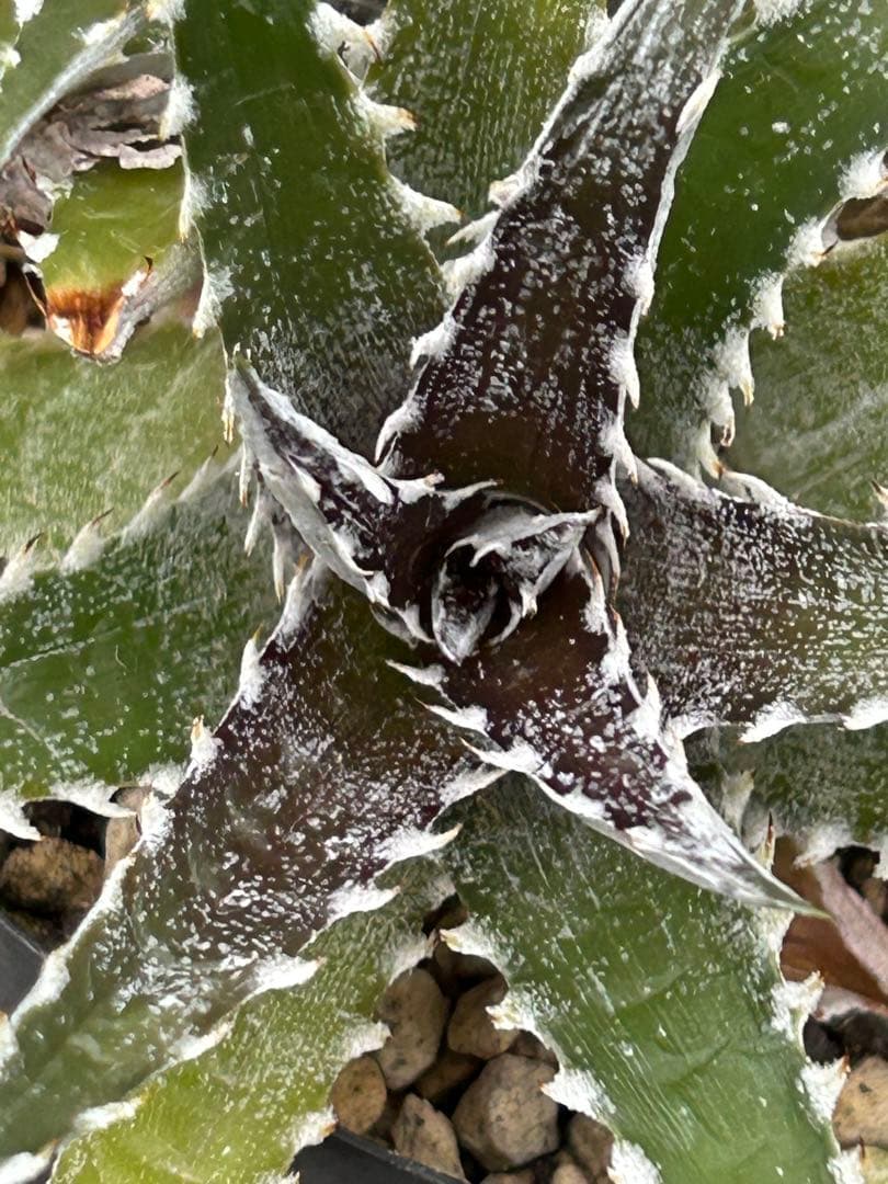 群生 DBディッキア Dyckia Bill Baker hyb #128 ⑴ 群生 DBディッキア Dyckia Bill Baker hybrid #132 - メルカリ