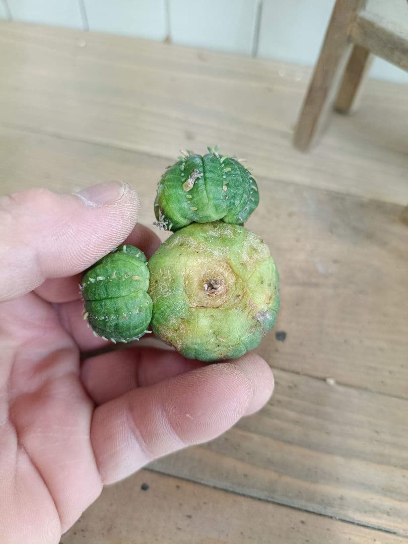 G252 貴重希少激レア 多頭ユーフォルビアオベサ - メルカリ