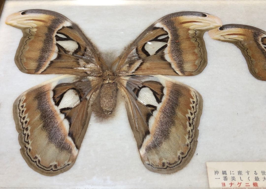 ヨナグニサン 標本 蛾 与那国 昆虫標本 沖縄 日本最大 - メルカリ