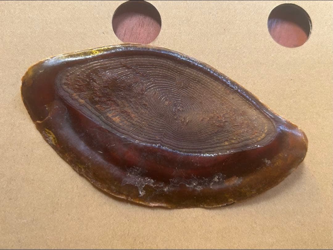 美品特大　39.8cm 法螺貝　蓋付
