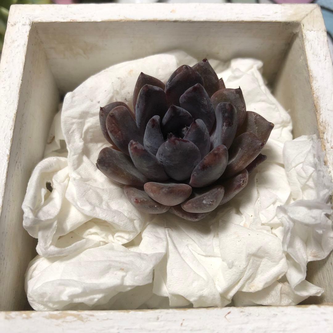 多肉 多肉植物 韓国苗 ブラックザラゴーサ - メルカリ