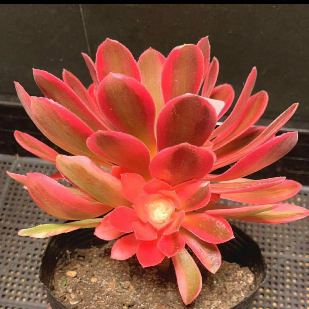 33 #多肉植物アエオニウム❤️香妃錦❤️1大頭2小頭20cm拔