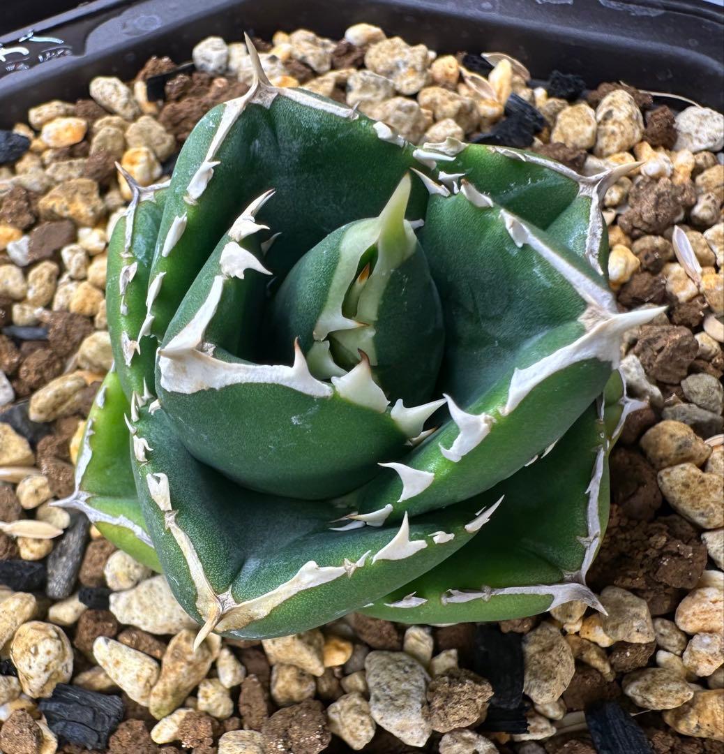 アガベ 達磨 dennis000 発根済み子株