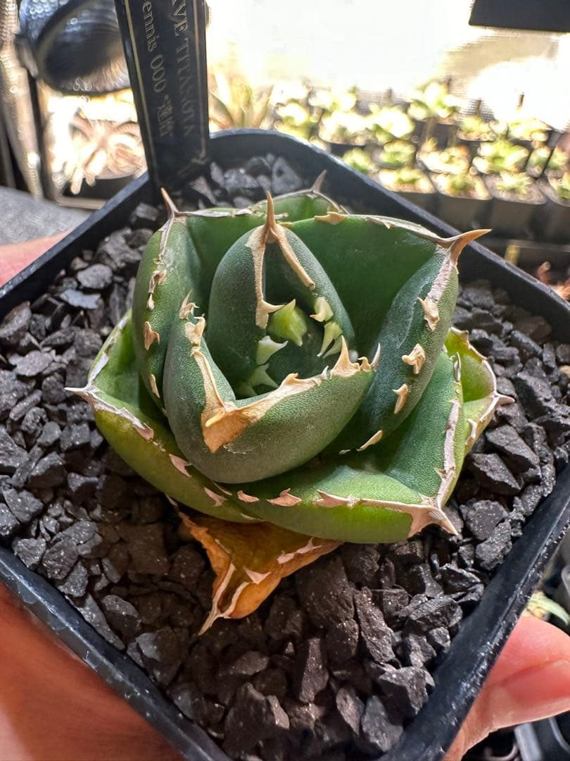 アガベ 達磨 dennis000 発根済み子株