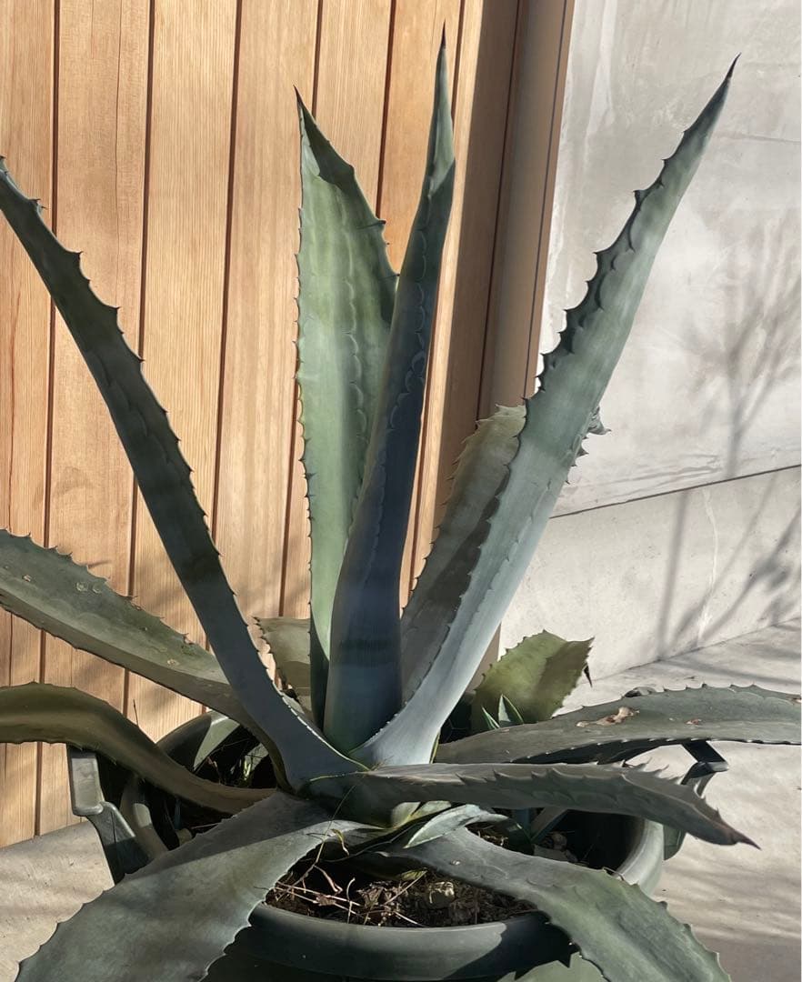 アガベ アメリカーナ大株親株子株付