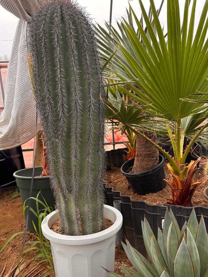 引き取り限定】特大 弁慶柱 鉢底から120 このサイズはレア 発送の場合