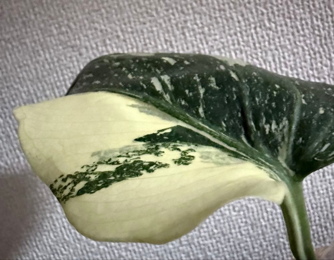 超超レア」 モンステラ デリシオーサ メデューサ 新芽付き！本物