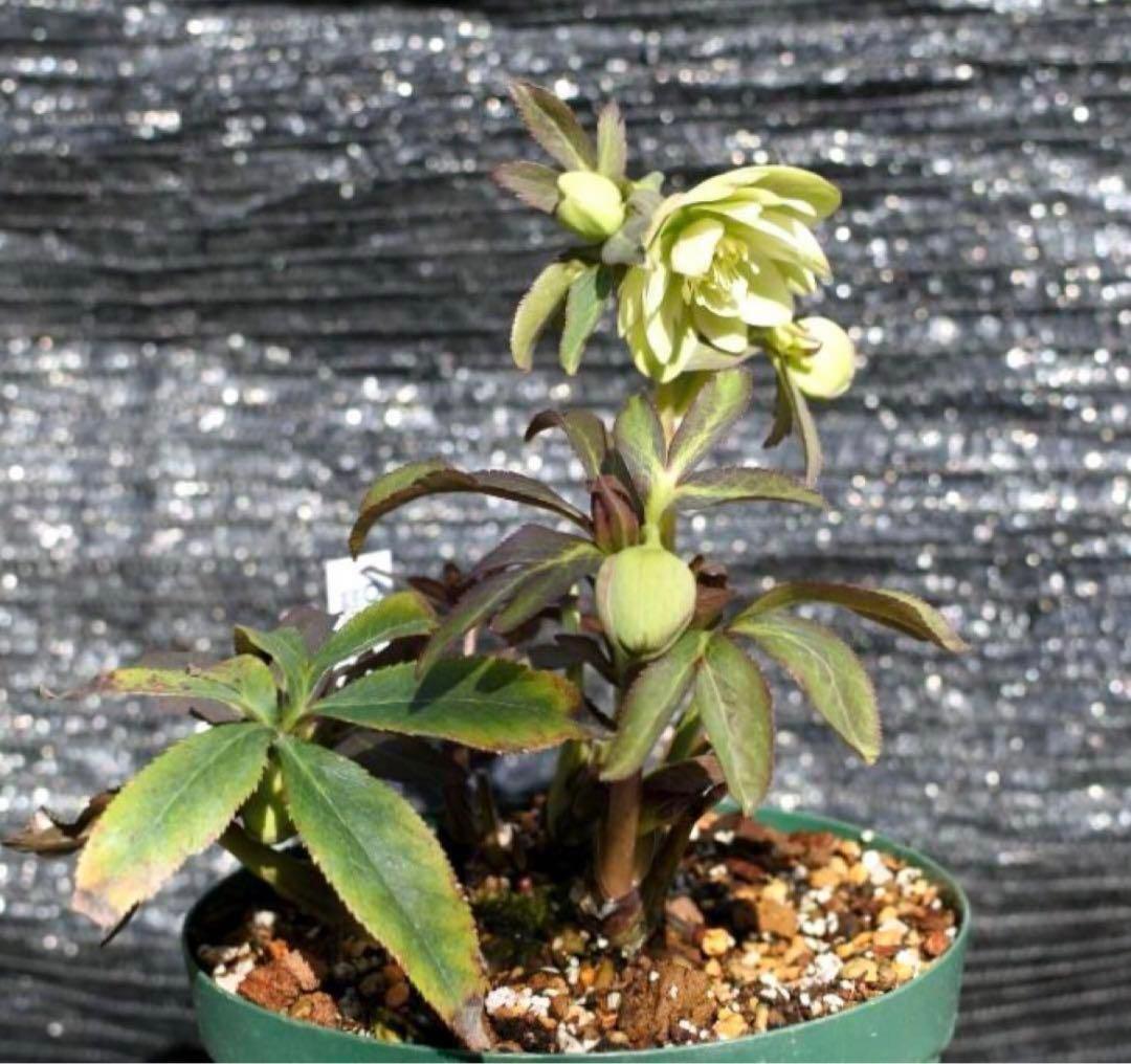 u*0様 ☘️蕾付き☘️3347⭐️小輪⭐️強香⭐️リグリクス交配⭐️ストライプ