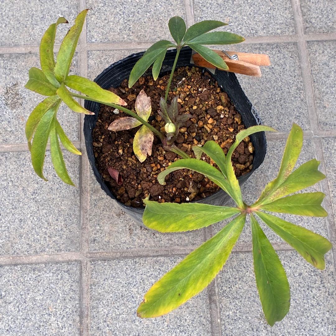 u*0様 ☘️蕾付き☘️3347⭐️小輪⭐️強香⭐️リグリクス交配⭐️ストライプ