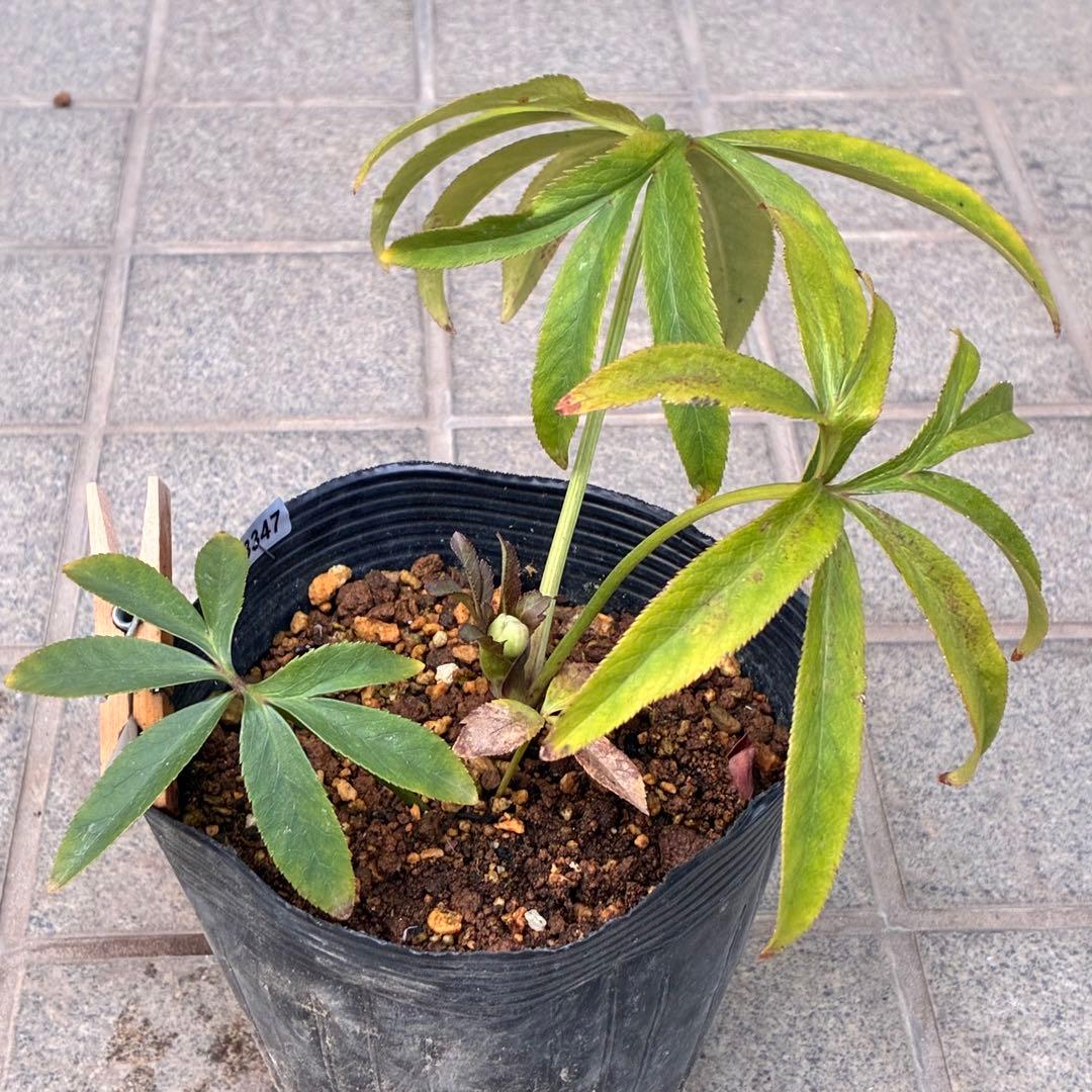 u*0様 ☘️蕾付き☘️3347⭐️小輪⭐️強香⭐️リグリクス交配⭐️ストライプ