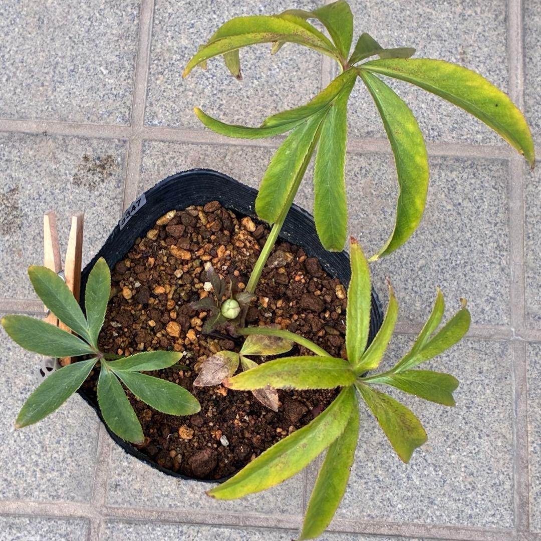 u*0様 ☘️蕾付き☘️3347⭐️小輪⭐️強香⭐️リグリクス交配⭐️ストライプ